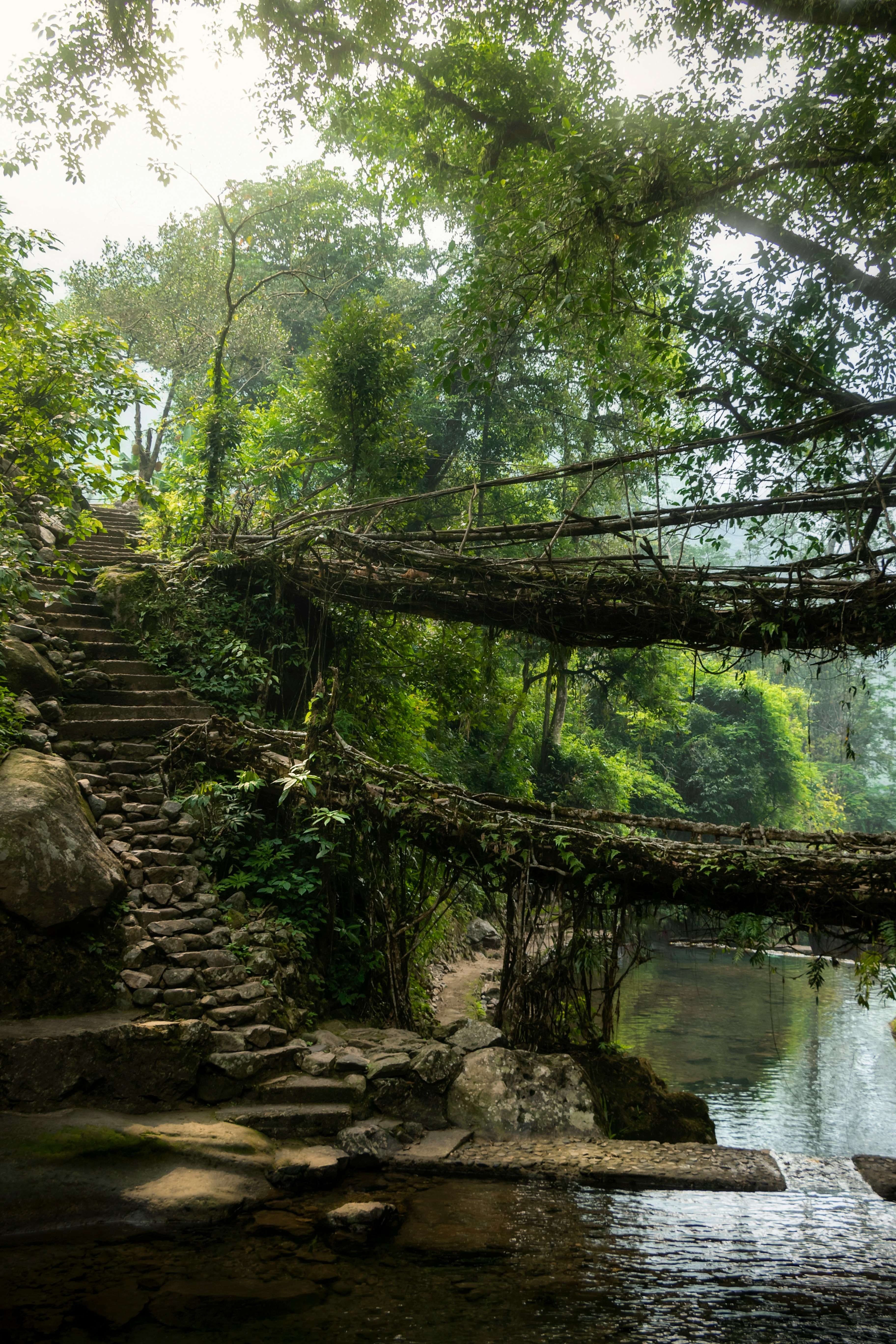 Living Root Bridges Nature's Marvel